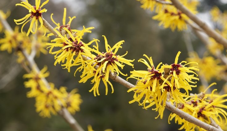 Sus flores permanecen después de que se caigan las hojas