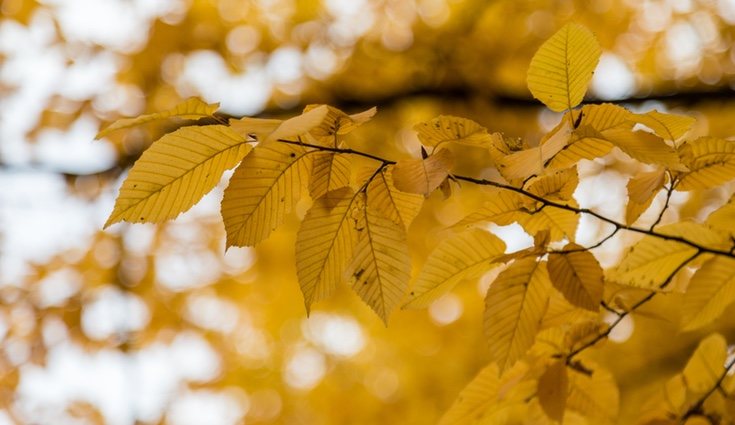 Sus hojas tienen los bordes en sierra