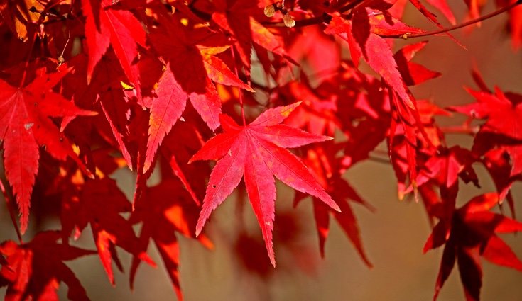 Las hojas del roble americano se tieñen en otoño de un rojo intenso