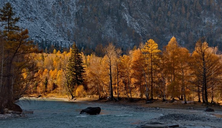 Las hojas se ponen amarillas por la ausencia de clorofila