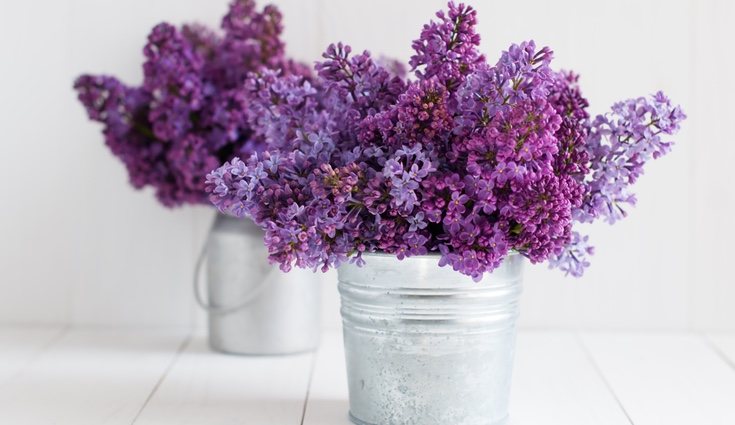 Se trata de una planta duradera que se mantiene fuerte por mucho tiempo, pero eso no la exime de requerir cuidados