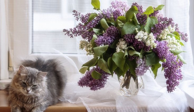 Esta planta genera un ambiente muy acogedor, por lo que son idóneas para usarlas en decoración