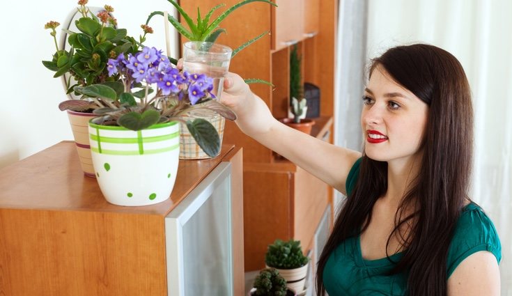 Las lilas deben ser regadas con frecuencia en las estaciones más secas