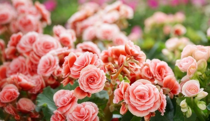 Las begonias no necesitan mucha luz, pero tampoco les irá bien un exceso de sombra
