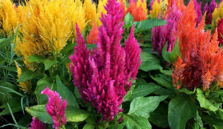 La flor de la celosia prefiere lugares soleados