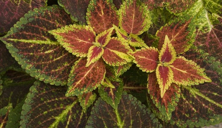 Los coleos tienen grandes hojas de colores llamativos