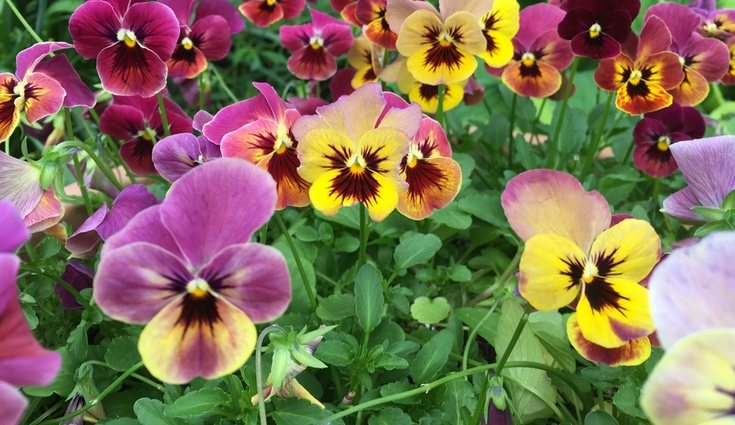 Los pensamientos son flores que lucen más en otoño e invierno