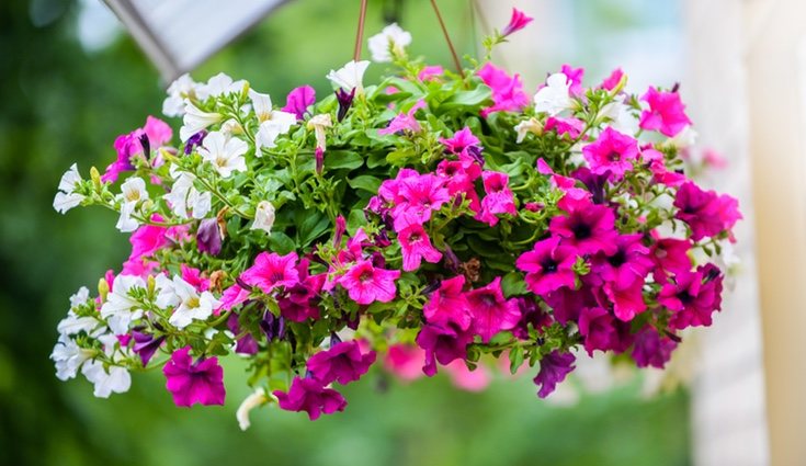 Las petunias son muy frecuentes por su fácil cultivo