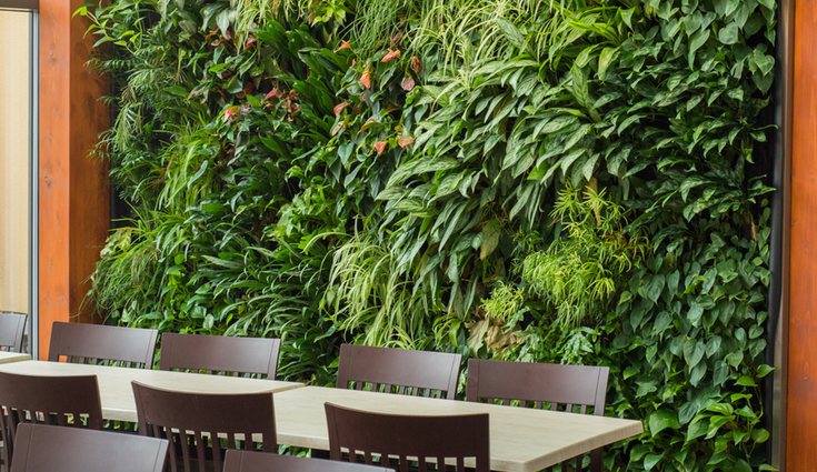 Las muros verdes son muy buenos para el aislamiento