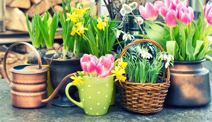 El jarrón debe llenarse de agua tan solo unos centímetros