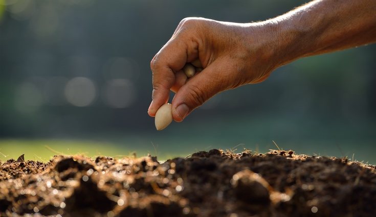 Lo primero es saber que semilla elegir para cultivar