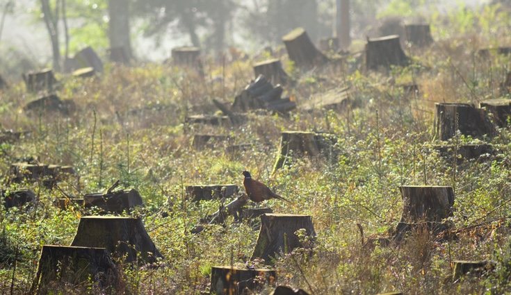 La deforestación es uno de los principales males que amenaza el planeta