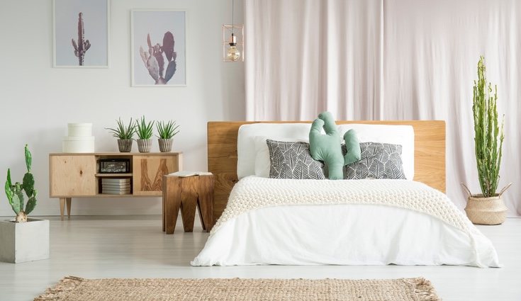 Los cactus además de ser originales le dan un toque de color a cualquier estancia