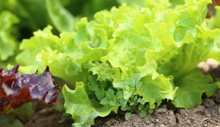 La lechuga se puede recolectar cuando se prefiera