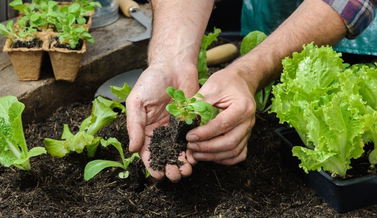 Puedes optar por plantarla directamente en el suelo