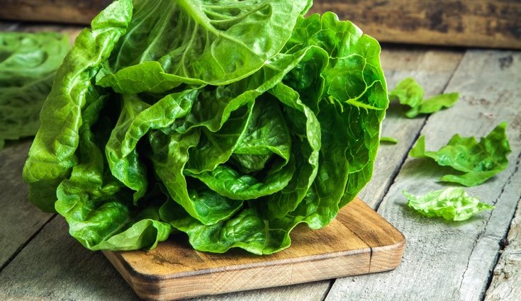 Hay que estar atento ante estas plagas para que no acaben con la lechuga