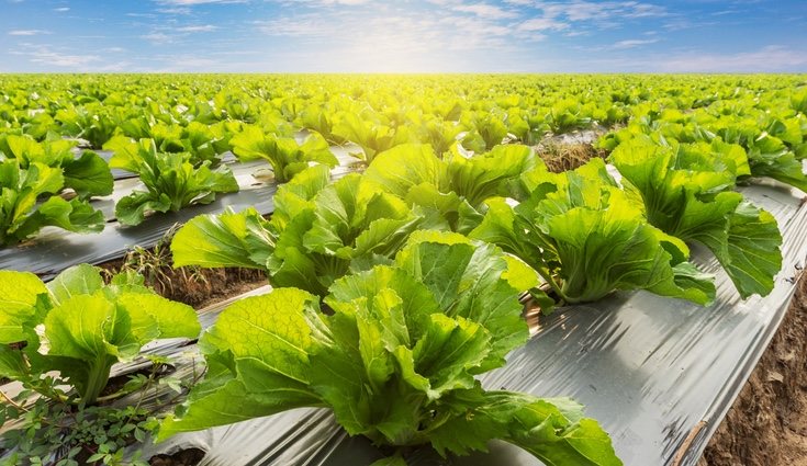 Es recomendable plantar la lechuga a principios de primavera o finales de verano