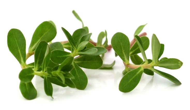 El tallo de la portulaca suele ser carnoso y con un color cercano al púrpura