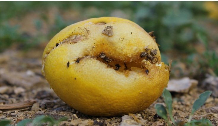 Los poderes del limón también llegan para acabar con las hormigas