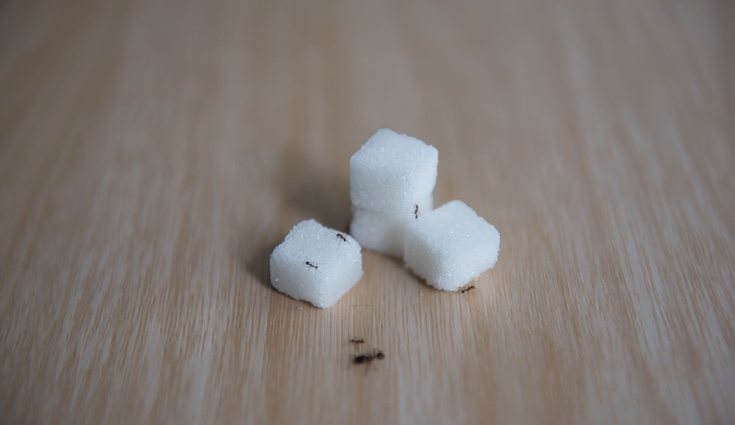 El azúcar y el bicarbonato no es una mezcla muy dulce para las hormigas