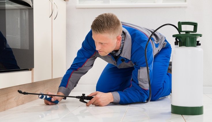 El uso de insecticida es una gran ayuda para acabar rápidamente con la plaga