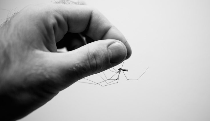 No te olvides de ¡atrapar a todas!