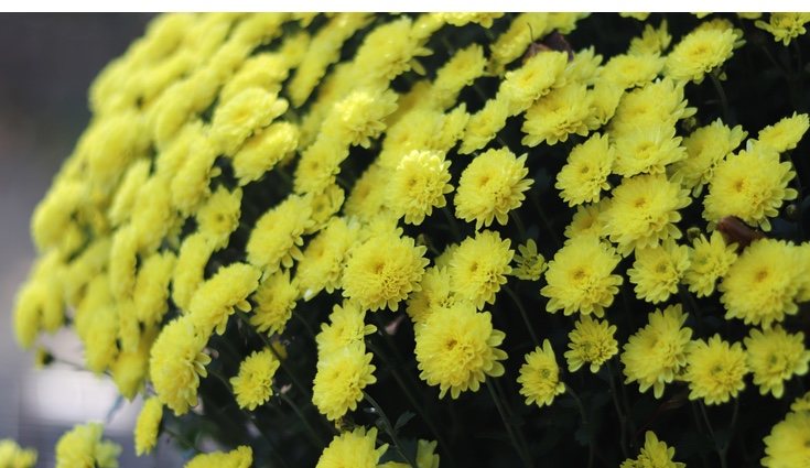 Los crisantemos son plantas que necesitan mucha luz y lugares frescos