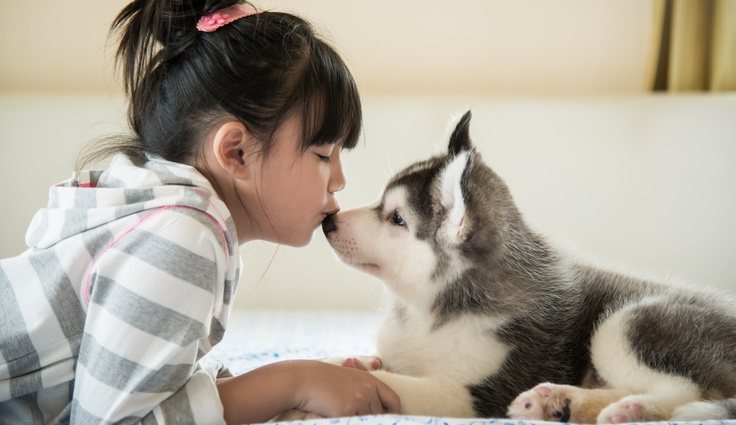 El perro es el más elegido por los españoles como animal doméstico