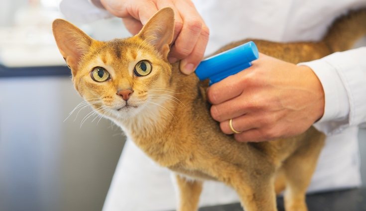 Un veterinario instalando un microchip a un gato