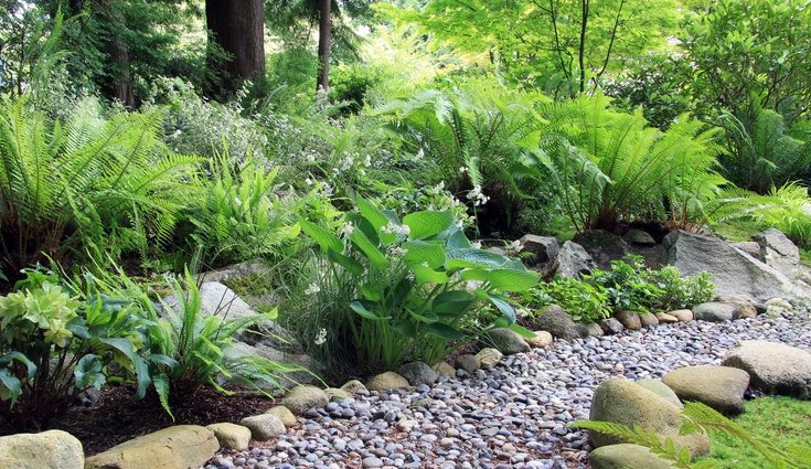 También los helechos de exterior serán una gran elección para nuestro jardín