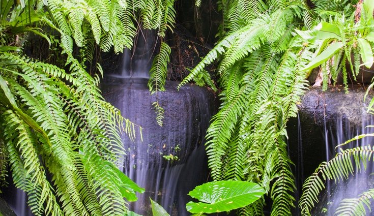 Dale un toque natural y selvático a tu casa