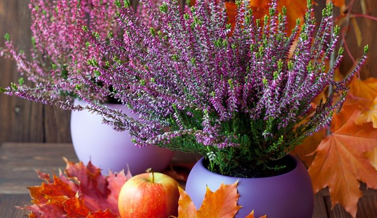 El brezo es una planta que no tolera las aguas duras y que debe podarse una vez al año