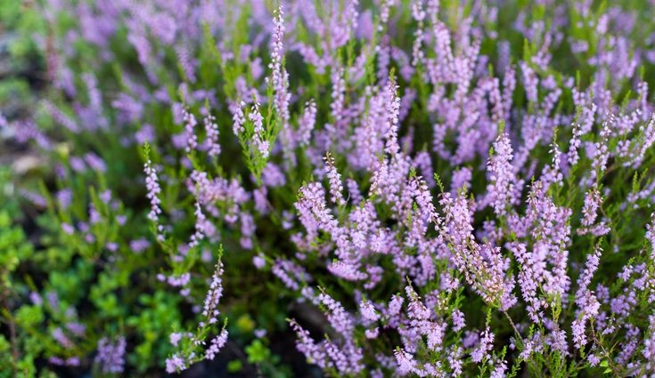 Este tipo de planta se adapta a cualquier terreno, pero lo ideal es que se encuentre en el exterior