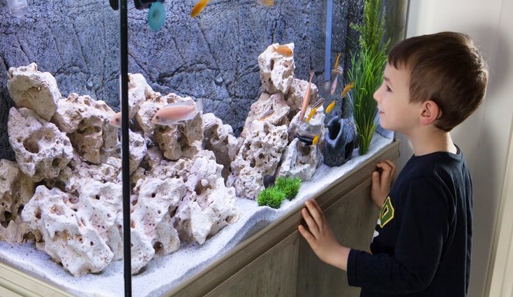 Los acuarios pueden decorar cualquier habitación del hogar