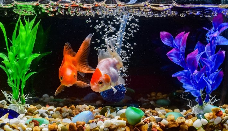 El tamaño del acuario dependerá del pez o peces que escojamos