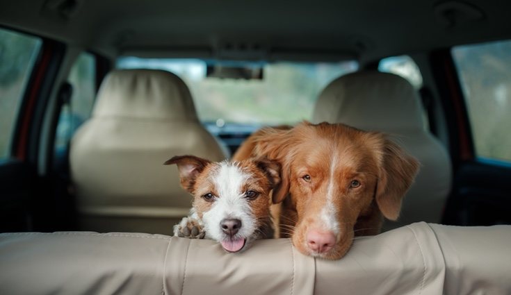 Tener mascotas y niños en tu coche puede causar que se ensucie más rápido
