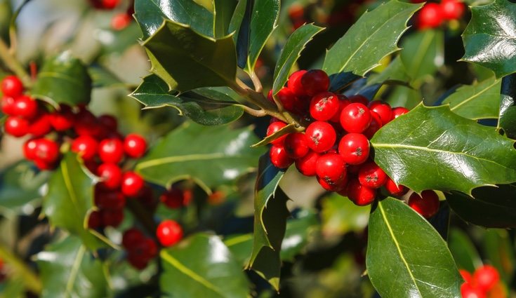 El acebo es uno de los símbolos más representativos durante estas fiestas