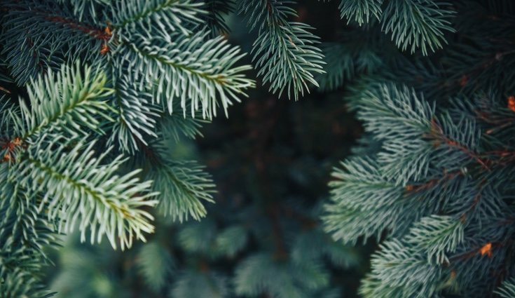 Es un árbol muy resistente