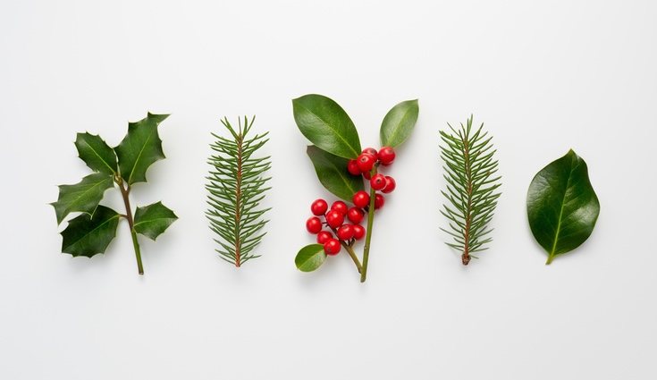 Además de la flor de Pascua, hay otras flores y plantas típicas de estas fechas que son perfectas