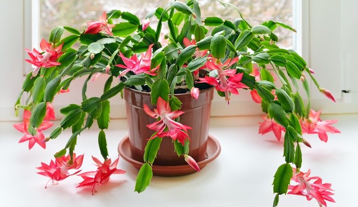  La flor de este cactus puede encontrarse en varios colores, aunque la variedad roja es la más común
