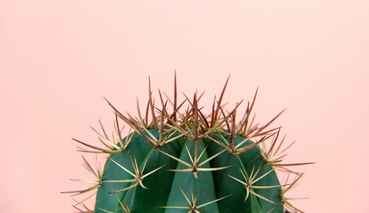 Los cactus no tienen hojas, pero sí flores