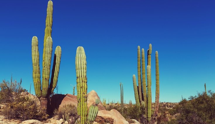 En plena naturaleza su esperanza de vida es mayor