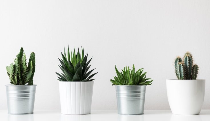 Los cactus no soportan temperaturas inferiores a 7º