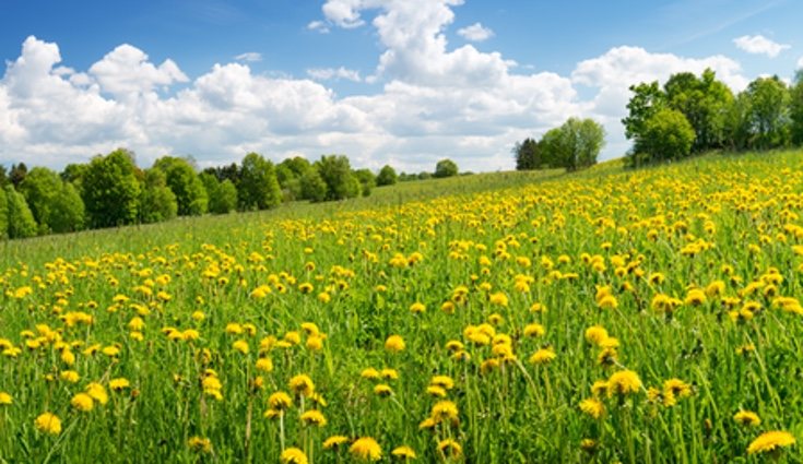 En primavera de sebe de regar cada diez días