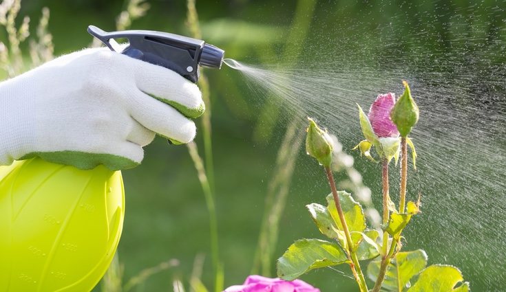 El cuidado de las plantas es fundamental para su estética y duración