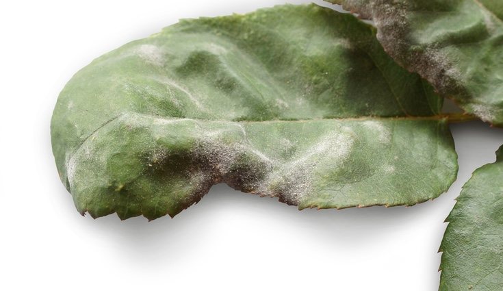 Hoja de rosa afectada por oidio
