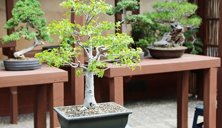 Dependiendo de la maceta hay que hacerlo de una manera u otra