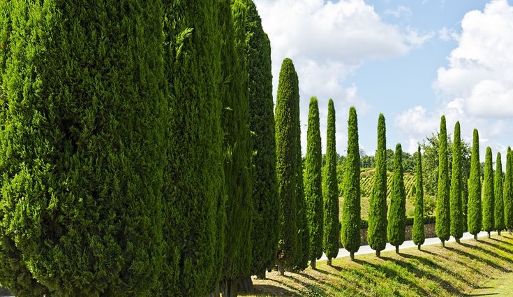 Descubre las cualidades de este maravilloso árbol