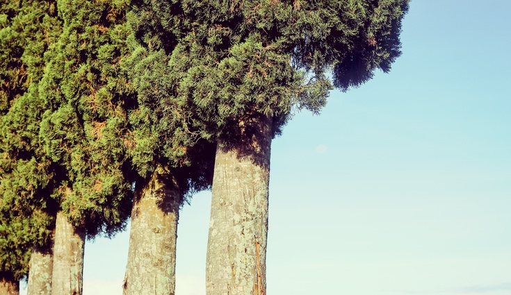 Se dice que ayuda a las almas muertas a ascender al cielo