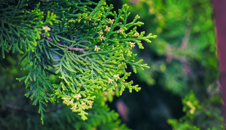 Su flor puede ser tanto macho como hembra